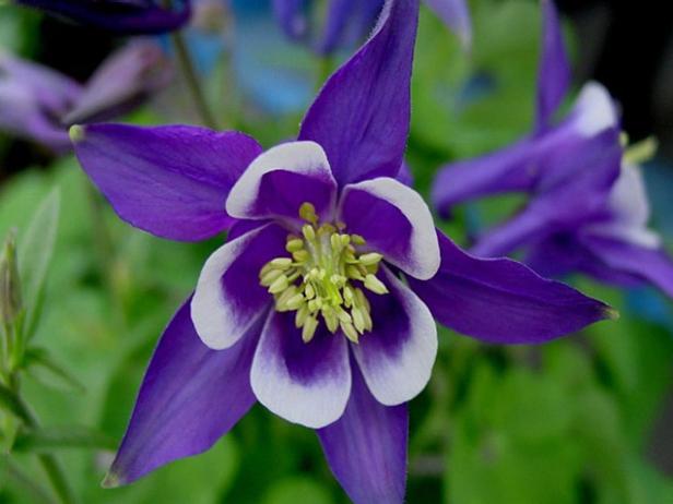 winky blue and white columbine is noted for blooms winky blue and white columbine is noted for blooms