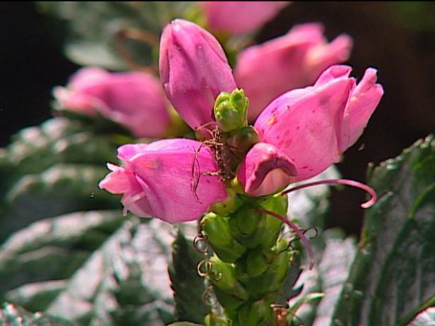 hot lips turtlehead has spikes of pink flowers hot lips turtlehead has spikes of pink flowers