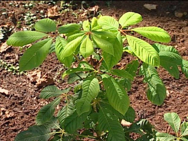 bottlebrush buckeye has bold palmate foliage bottlebrush buckeye has bold palmate foliage
