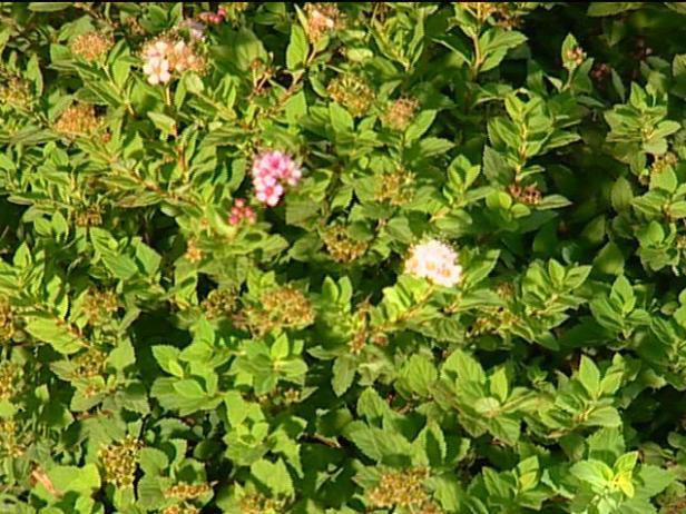 little princess spiraea has rose pink flowers little princess spiraea has rose pink flowers