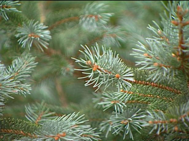 colorado blue spruce has steel blue needles colorado blue spruce has steel blue needles