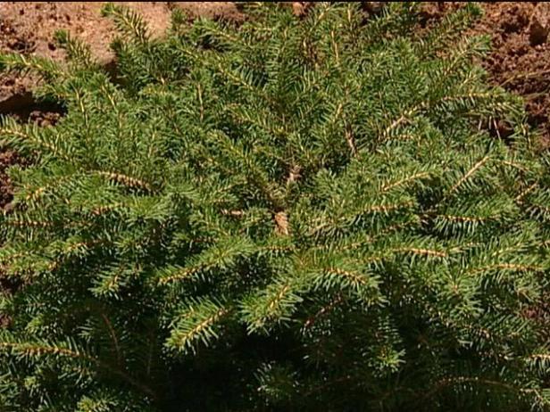 bird nest norway spruce has radiating needles bird nest norway spruce has radiating needles