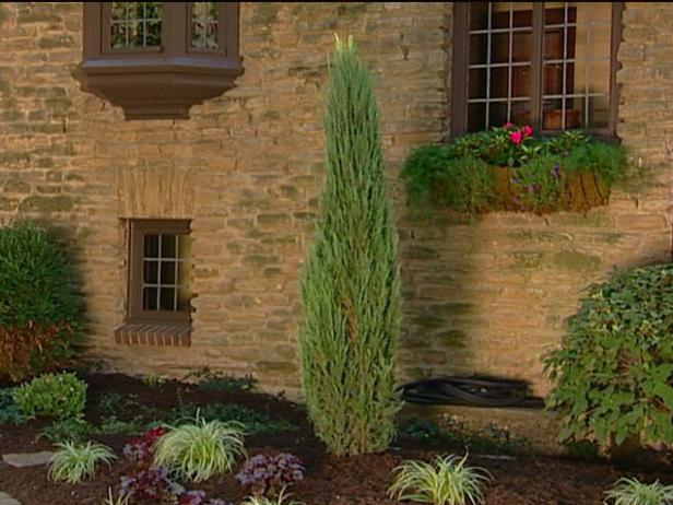 skyrocket juniper is a columnar, evergreen conifer skyrocket juniper is a columnar, evergreen conifer