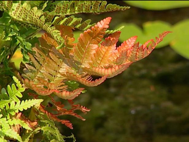 autumn fern has new bronze foliage autumn fern has new bronze foliage