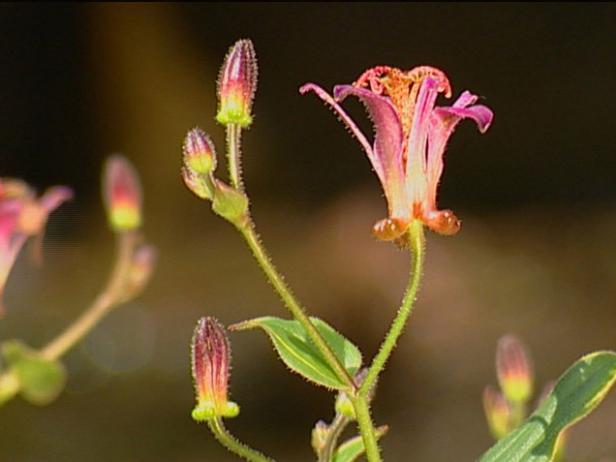 gilt edge toad lily has white orchid like flowers gilt edge toad lily has white orchid like flowers