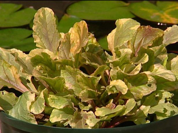 golden glow ajuga is an evergreen groudcover golden glow ajuga is an evergreen groudcover