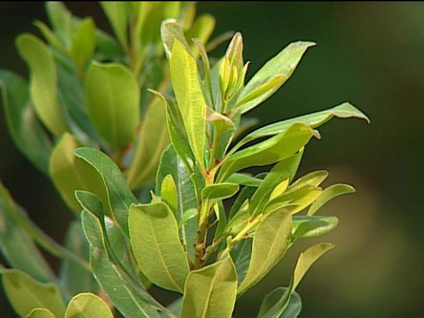 northern bayberry has small gray waxy fruit northern bayberry has small gray waxy fruit