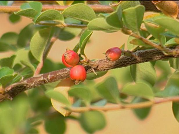 rockspray cotoneaster has red fruit in fall rockspray cotoneaster has red fruit in fall