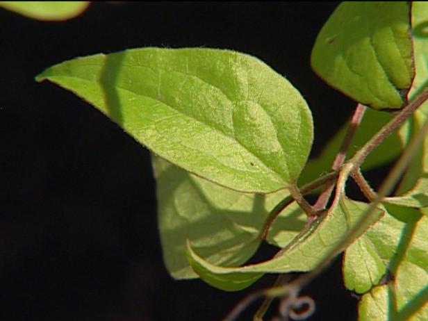 jackman clematis is grown for blue purple flowers jackman clematis is grown for blue purple flowers