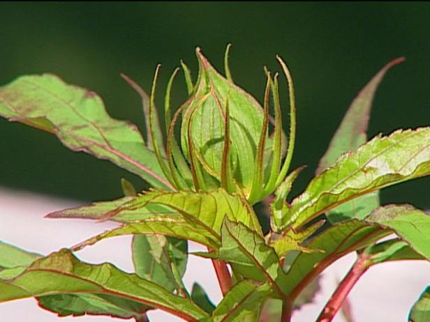 fireball mallow is a herbaceous perennial fireball mallow is a herbaceous perennial