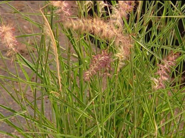 oriental fountain grass has good fall color oriental fountain grass has good fall color