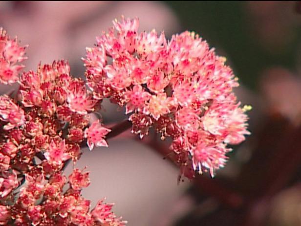 purple emperor stonecrop has succulent foliage purple emperor stonecrop has succulent foliage