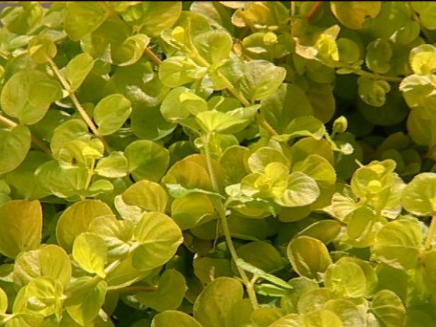 creeping jenny is trailing perennial evergreen creeping jenny is trailing perennial evergreen