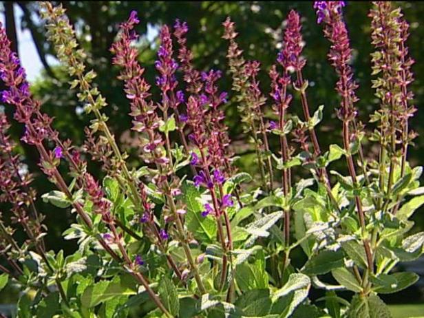 caradonna salvia grown to attract butterflies caradonna salvia grown to attract butterflies