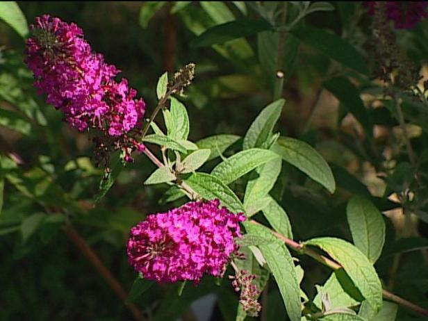 attraction butterfly bush has purple to red blooms attraction butterfly bush has purple to red blooms