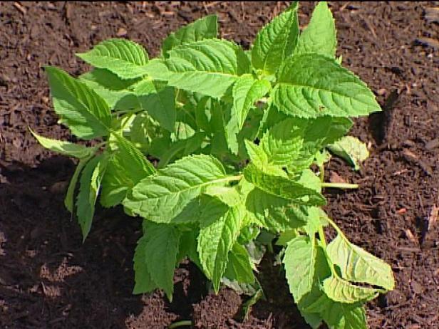 jacob kline bee balm has fragrant minty foliage jacob kline bee balm has fragrant minty foliage