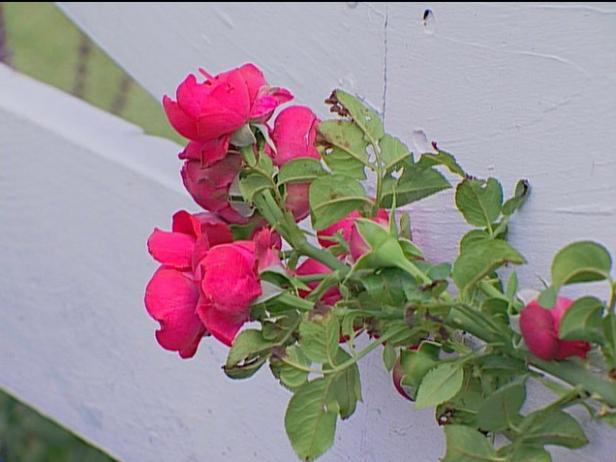 red eden rose is a repeat bloomer red eden rose is a repeat bloomer