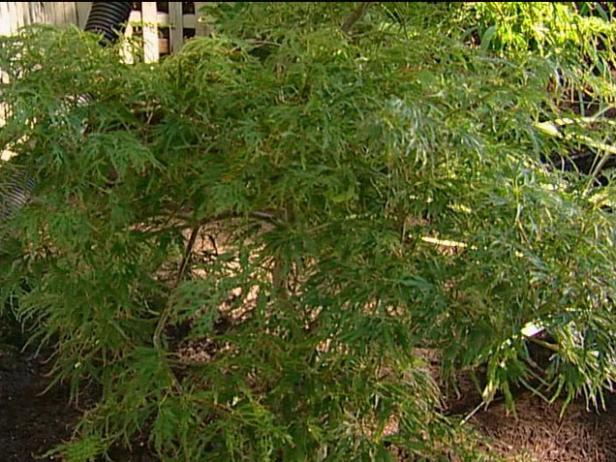 green laceleaf weeping japanese maple tree green laceleaf weeping japanese maple tree