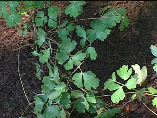 ruby port columbine is clump forming perennial ruby port columbine is clump forming perennial