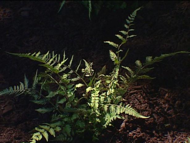 japanese painted fern has silver metallic fronds japanese painted fern has silver metallic fronds
