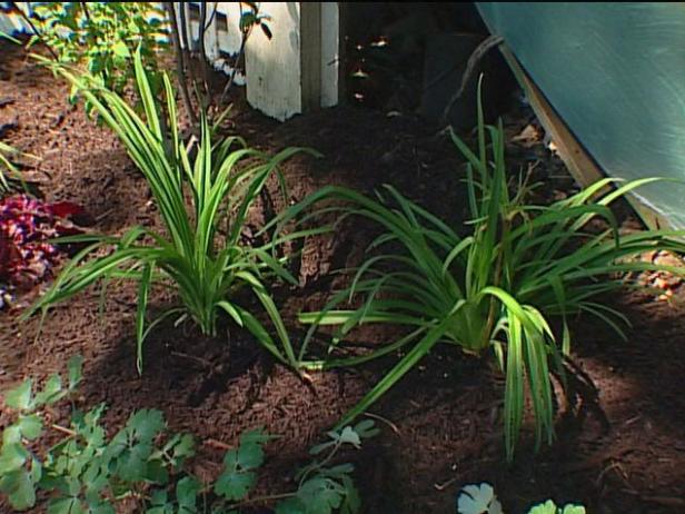 ruby stella daylily is a repeat bloomer ruby stella daylily is a repeat bloomer