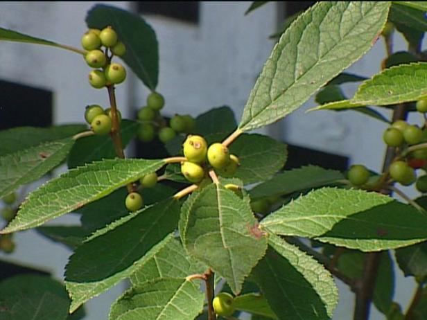 berry heavy winterberry holly is suckering shrub berry heavy winterberry holly is suckering shrub