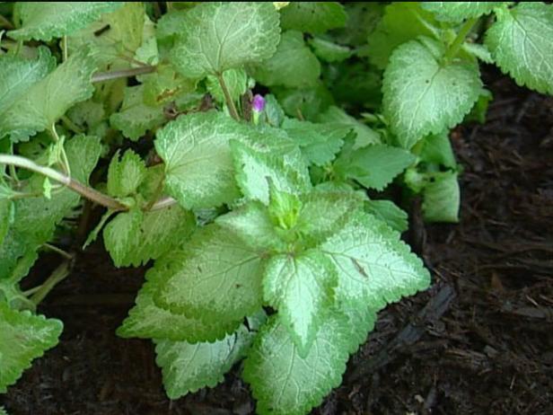 purple dragon spotted deadnettle is deer resistant purple dragon spotted deadnettle is deer resistant