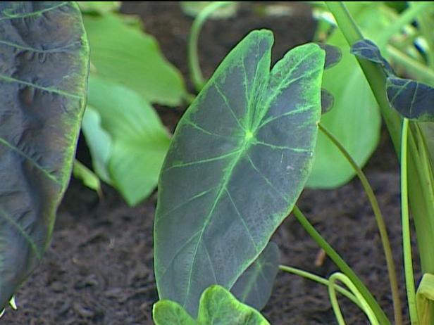 illustris elephant ears is large, tender perennial illustris elephant ears is large, tender perennial