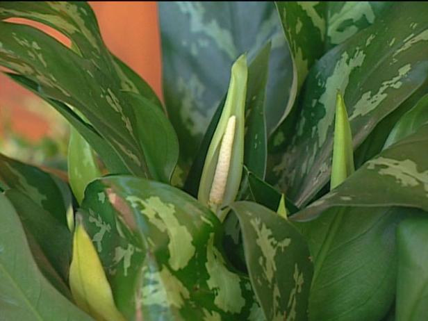chinese evergreen is tropical plant grown indoor chinese evergreen is tropical plant grown indoor