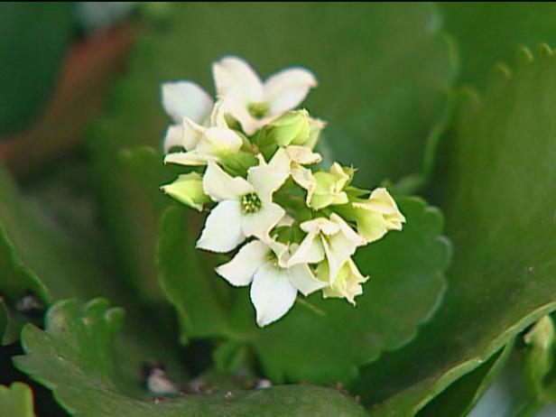 kalanchoe is grown for profuse tiny flowers kalanchoe is grown for profuse tiny flowers
