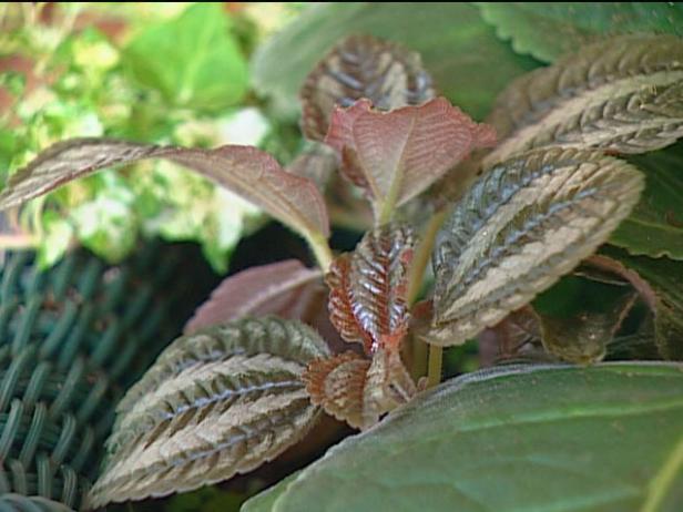waffle plant is grown for fleshy copper leaves waffle plant is grown for fleshy copper leaves