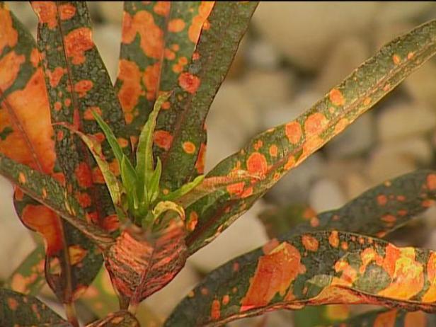 eleanor roosevelt croton has colorful foliage eleanor roosevelt croton has colorful foliage