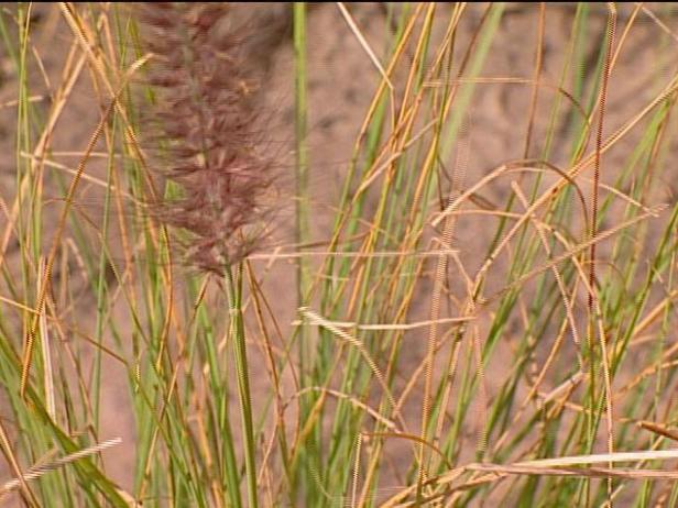 white fountain grass is small upright ornamental white fountain grass is small upright ornamental