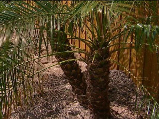 pygmy date palm is tropical evergreen dwarf palm pygmy date palm is tropical evergreen dwarf palm