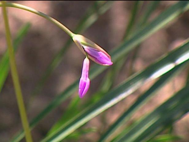 society garlic is a bulbous clumping perennial society garlic is a bulbous clumping perennial