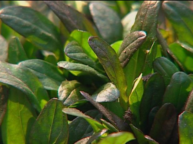 chocolate chip ajuga is on list for invasiveness chocolate chip ajuga is on list for invasiveness