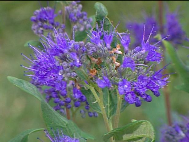 grand bleu caryopteris is low growing shrub grand bleu caryopteris is low growing shrub