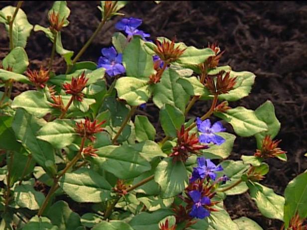 leadwort or plumbago has brilliant blue flowers leadwort or plumbago has brilliant blue flowers