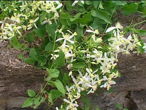 sweet autumn clematis is late flowering sweet autumn clematis is late flowering
