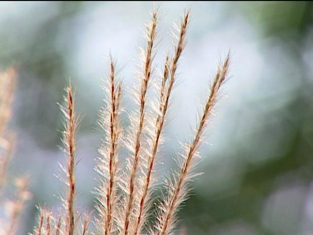 flame grass is an upright ornamental grass flame grass is an upright ornamental grass