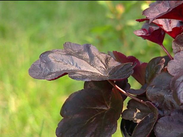 obsidian coral bells has dark maroon shiny leaves obsidian coral bells has dark maroon shiny leaves