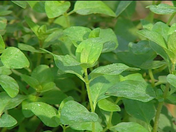ilgrim oregano is a tender low growing perennial ilgrim oregano is a tender low growing perennial