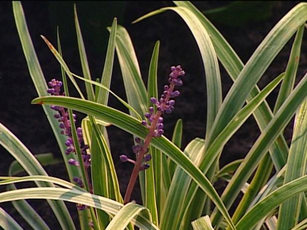 pee dee gold liriope has chartreuse grass foliage pee dee gold liriope has chartreuse grass foliage