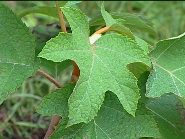 pee wee oakleaf hydrangea is noted for oak leaves pee wee oakleaf hydrangea is noted for oak leaves