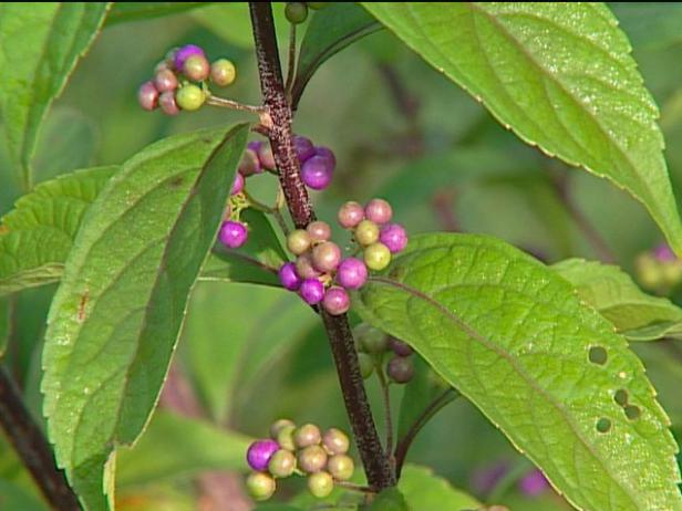 early amethyst beautyberry has bright blue berries early amethyst beautyberry has bright blue berries