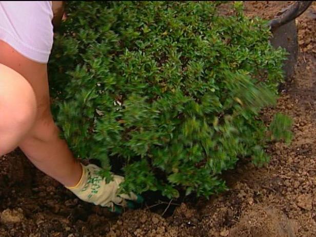 holly shrubs used as part of new landscaping holly shrubs used as part of new landscaping