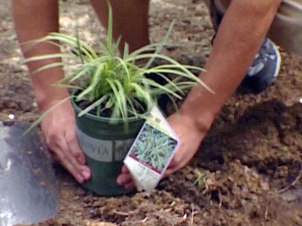 monkey grass used in new landscaping design monkey grass used in new landscaping design