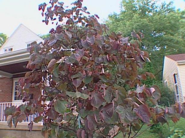 redbud tree was used in landscaping design redbud tree was used in landscaping design