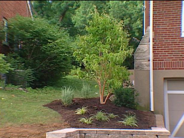 seven sons tree planted as part of landscaping seven sons tree planted as part of landscaping