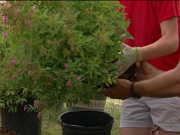shirobana spirea is used in the foreground shirobana spirea is used in the foreground